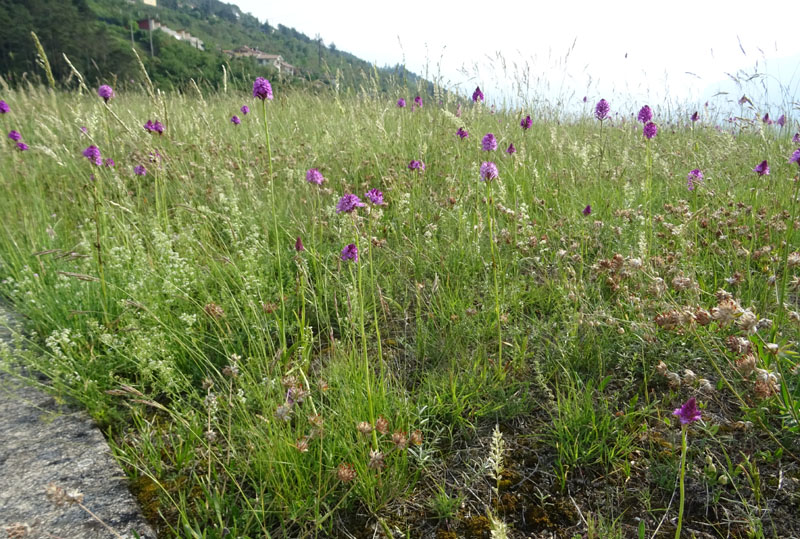 variet di colore in..... Anacamptis pyramidalis